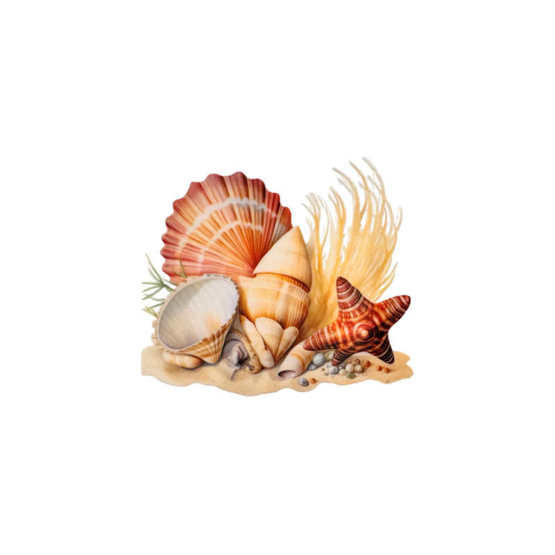 Shells 1