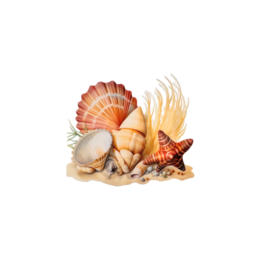 Shells 1