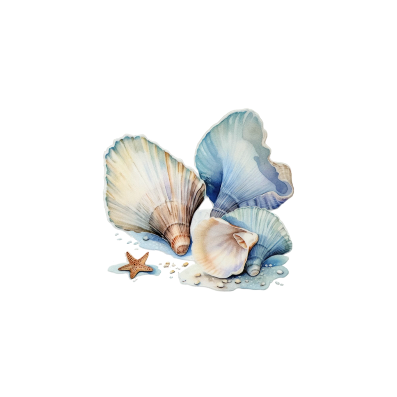 Shells 6
