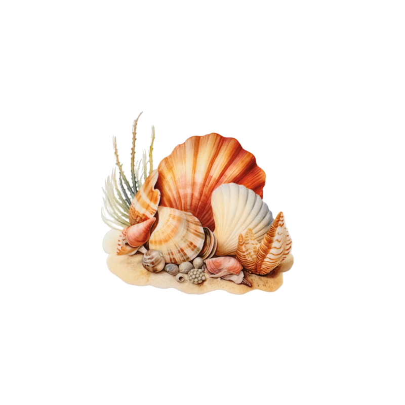Shells 7